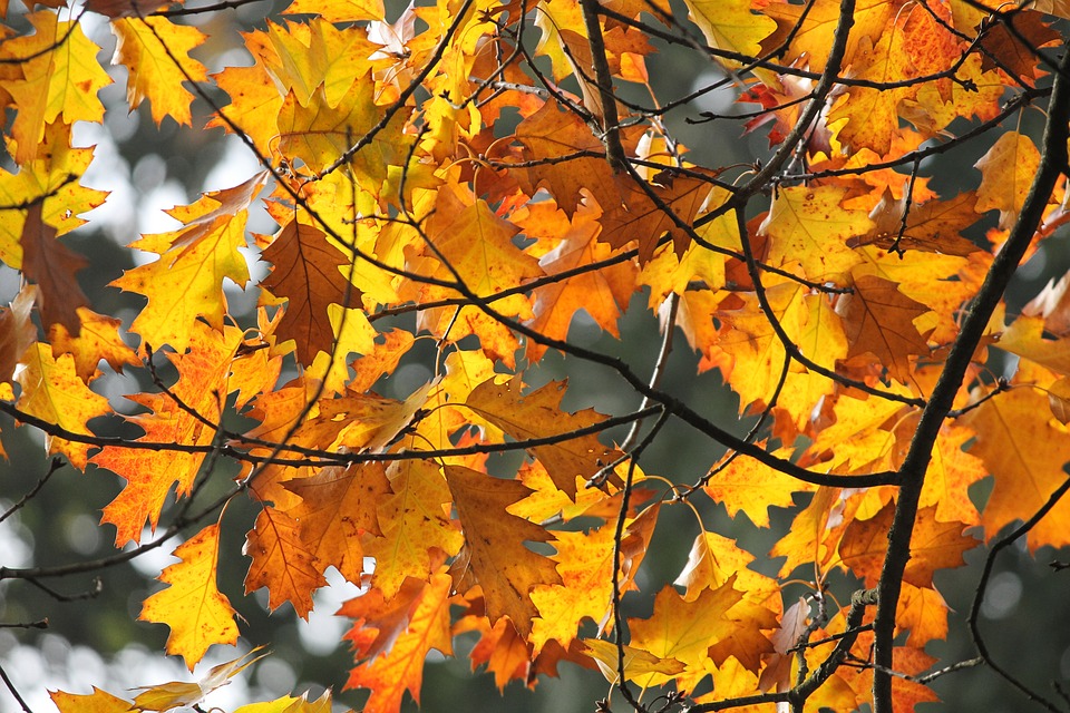 秋季, 叶子, 丰富多彩, 金色的秋天, 性质, 金, 秋天树叶, 秋天的落叶, 黄色, 秋天的颜色, 四季
